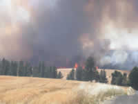 3:54pm Fire reaches timber in canyon.